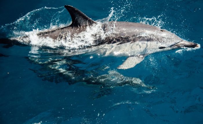 Dolphin House in Hurghada.