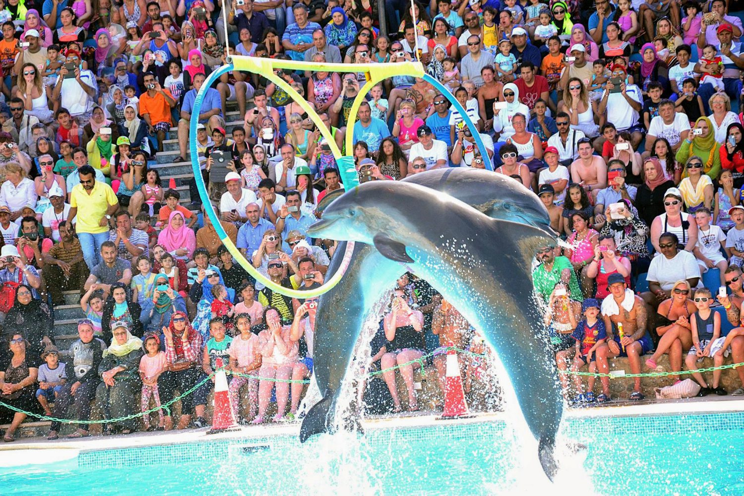 Dolphin Show, Dolphin Swim, Funny Trips with Trivaeg