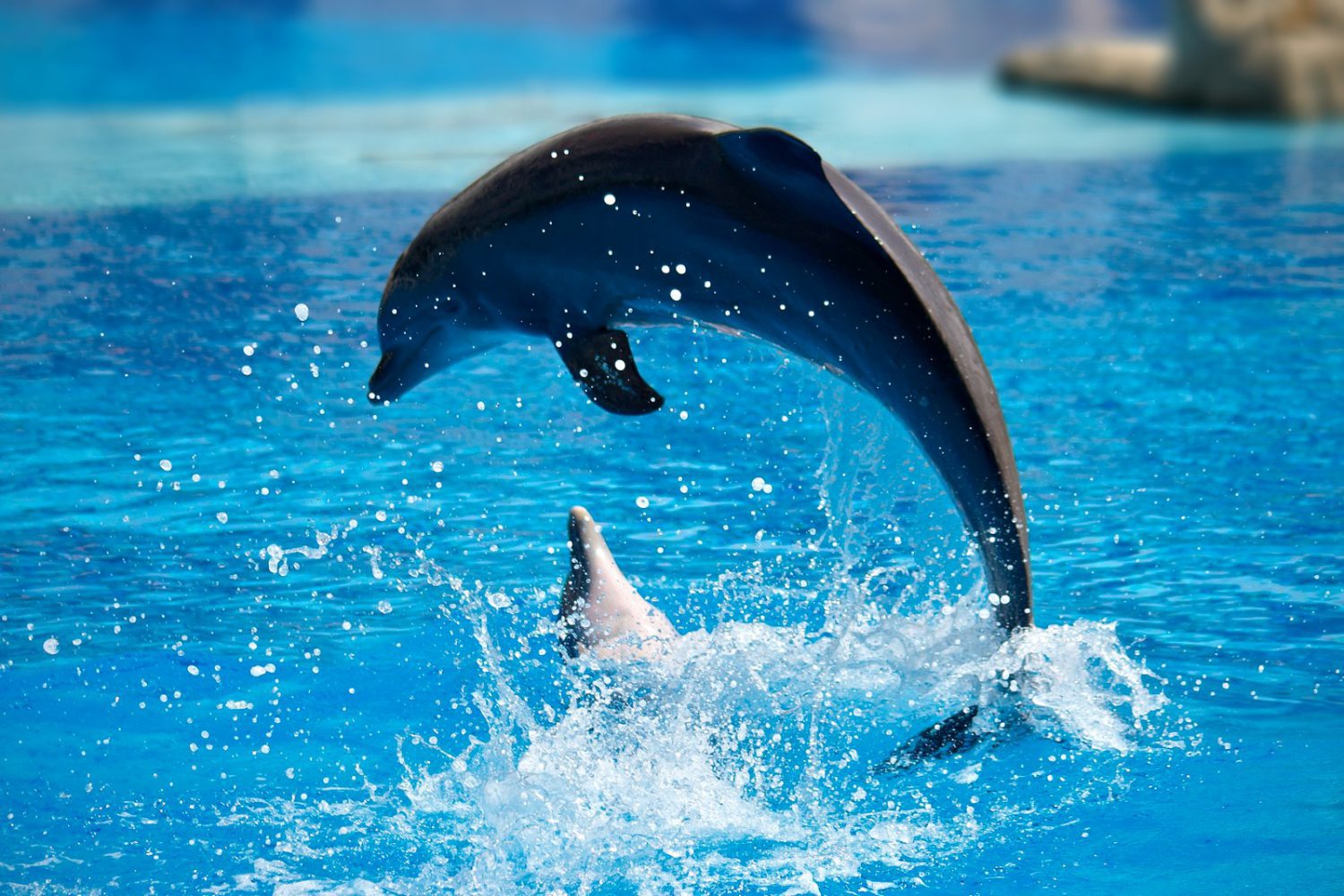 Dolphin Show, Dolphin Swim, Funny Trips with Trivaeg