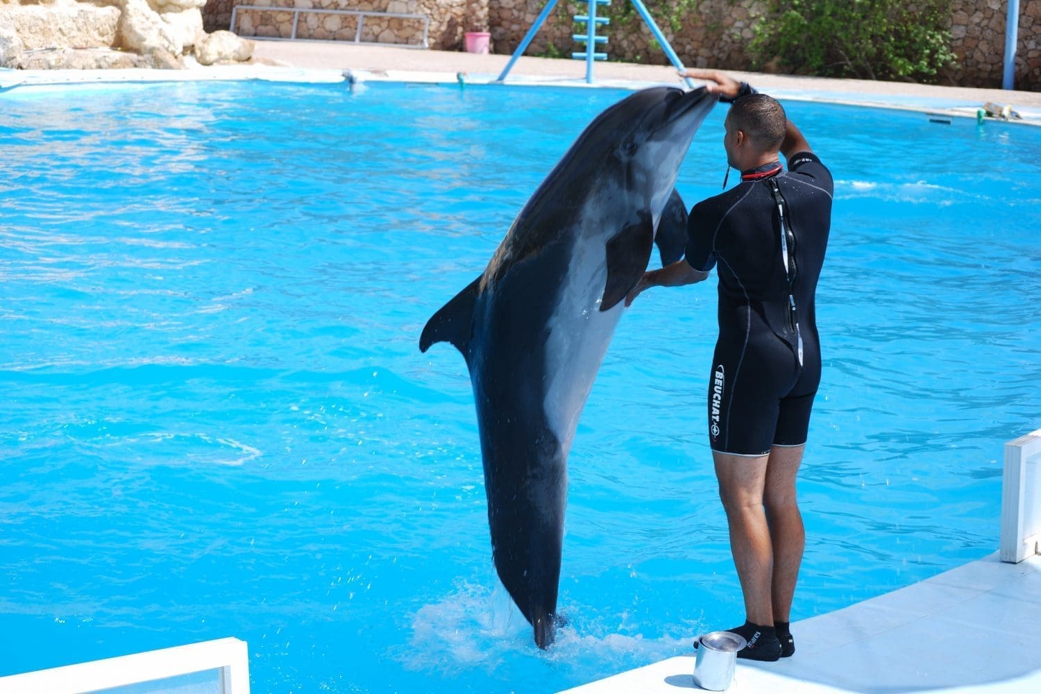 Dolphin Show, Dolphin Swim, Funny Trips with Trivaeg