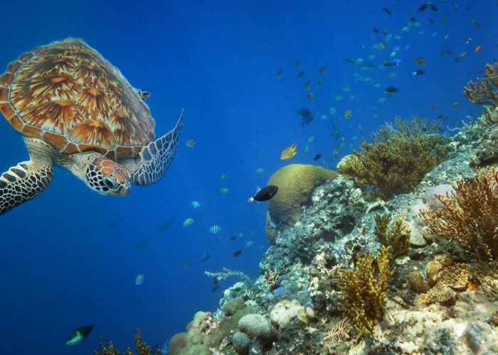 Semi-Submarine Trip in Marsa Alam