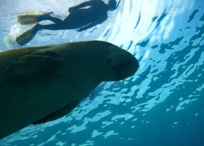 Diving in Marsa Alam.