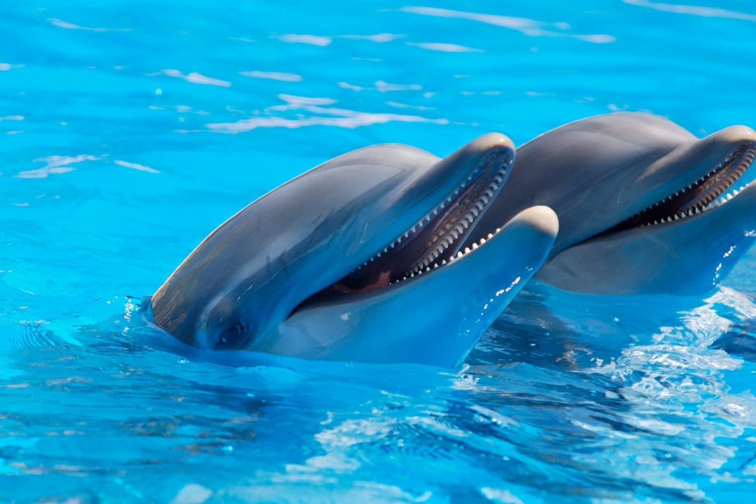 Dolphin Show, Dolphin Swim, Funny Trips with Trivaeg