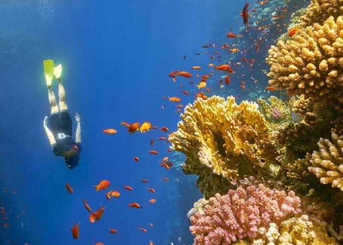 Trivaeg Snorkeling Trips, Wadi El Gemal Trips, Trivaeg Diving Trips, Trivaeg Marsa Alam Trips