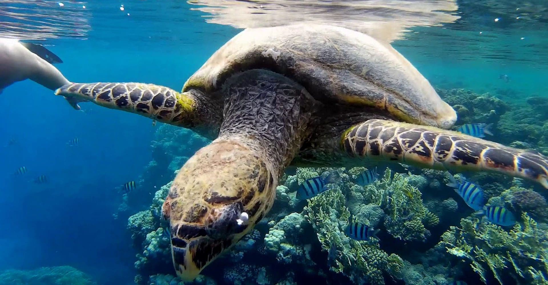 Abu Dabbab Naturschutzgebiet in Marsa Alam