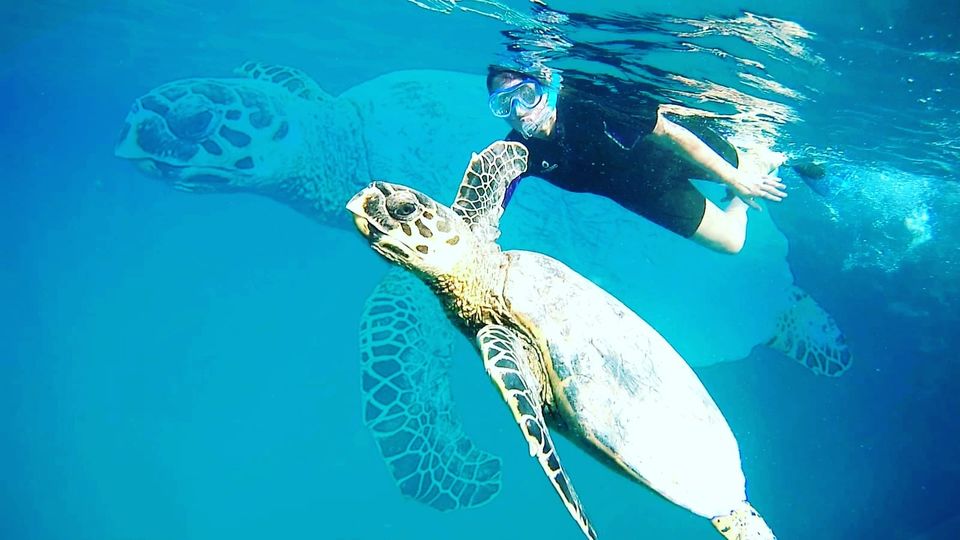 dugong und schildkröten ausflug 